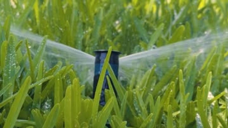 Watering at the Wrong Time