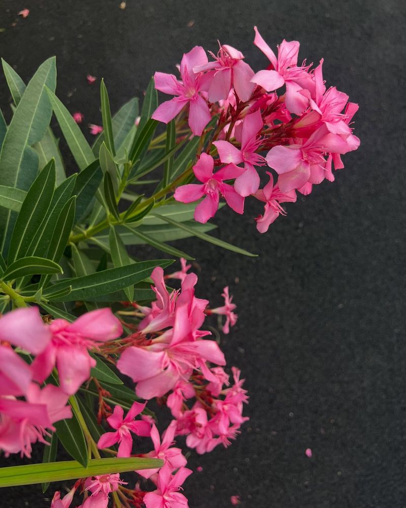 Oleander