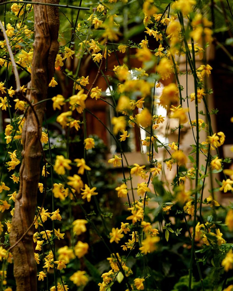 Winter Jasmine