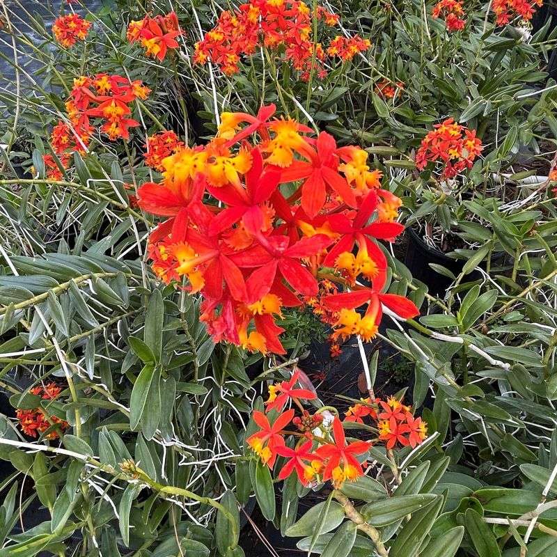 Epidendrum Radicans