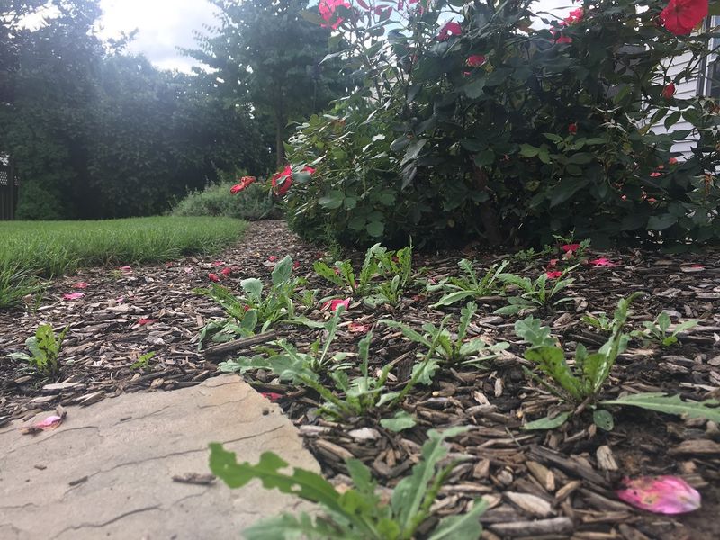 Newspaper Weed Suppression