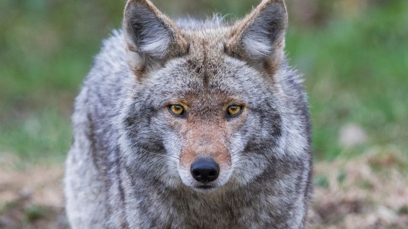DON'T Feed Coyotes Intentionally