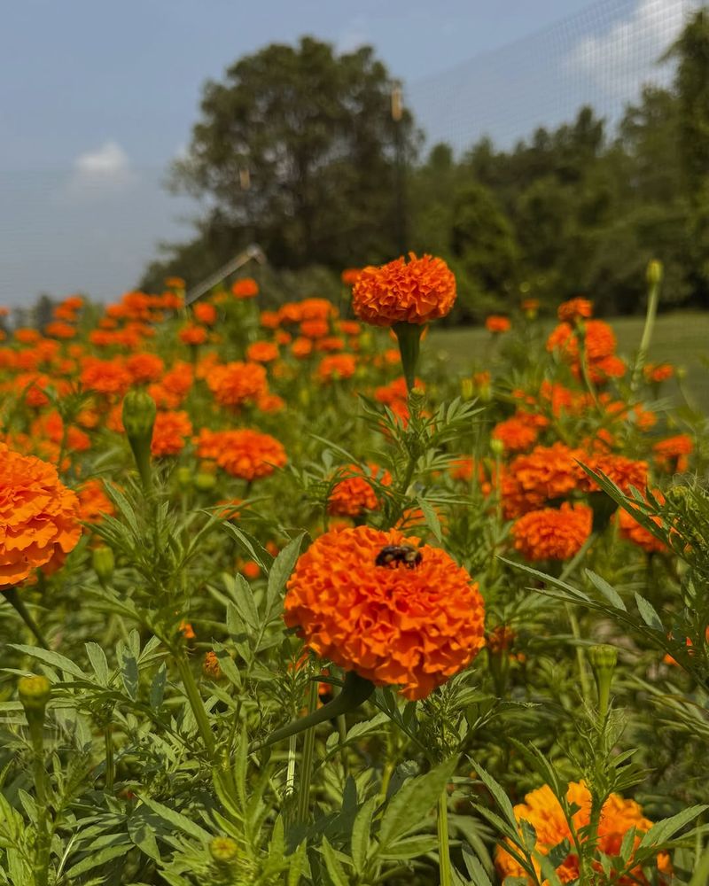 Marigolds: Golden Guardians