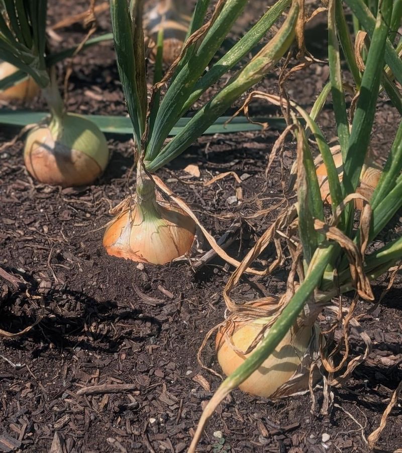 Onions: Underground Defenders