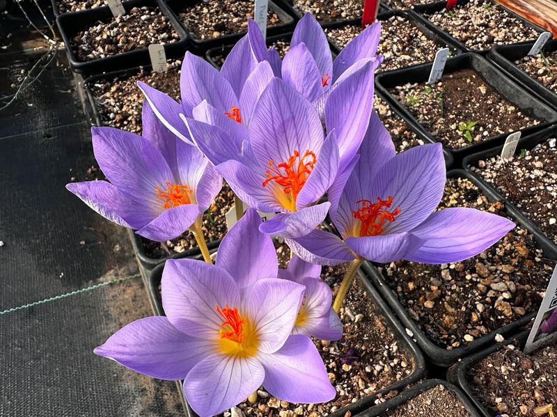 Crocus