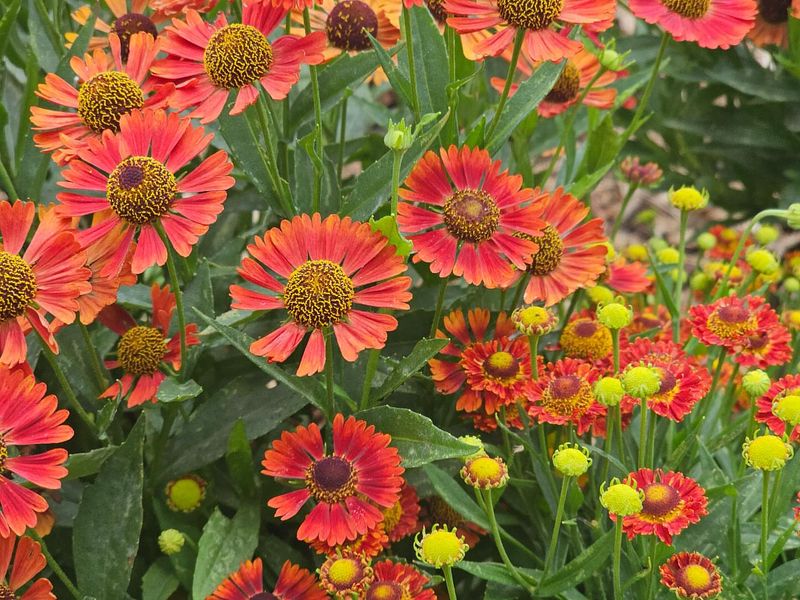 Helenium: Native Copper Beauty
