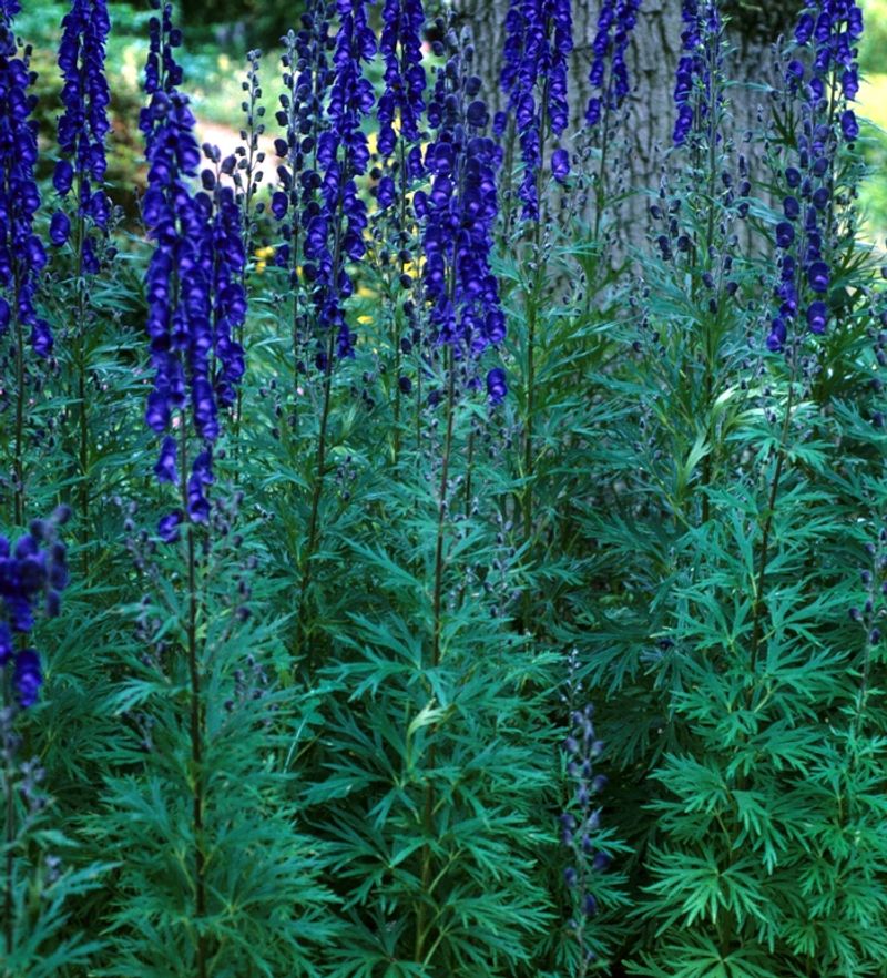 Monkshood Adding Deep Blue Spires