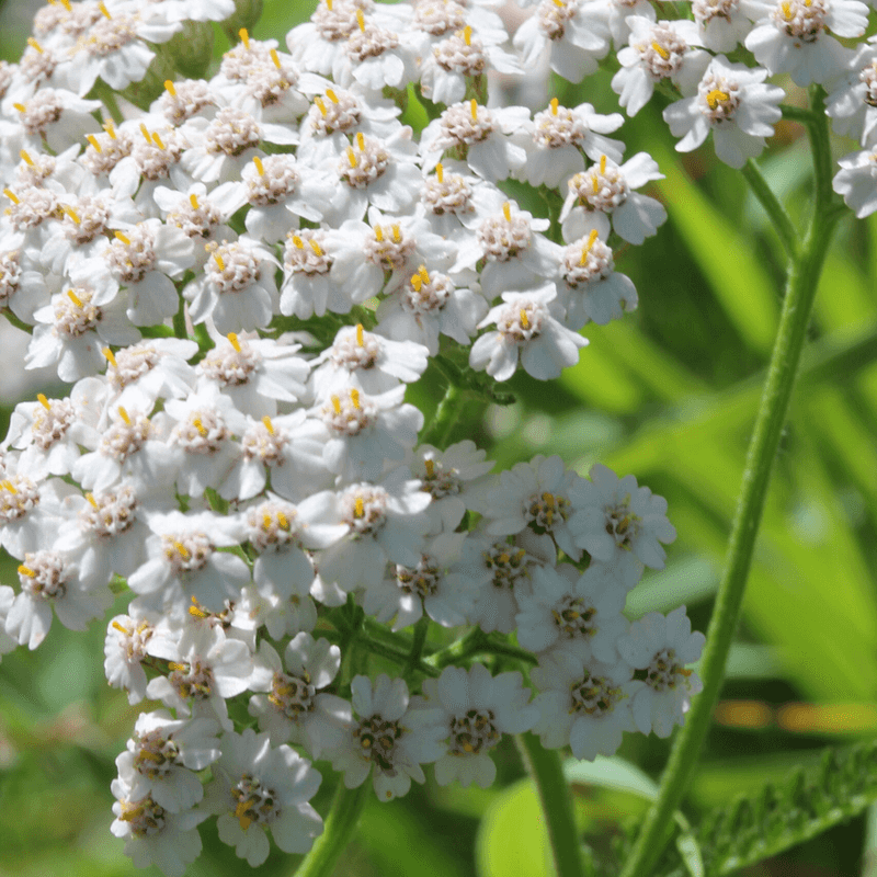 Versatile White Yarrow