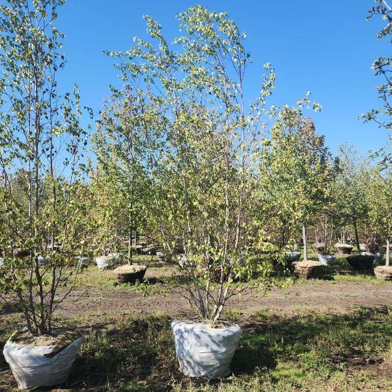 Whitespire Birch
