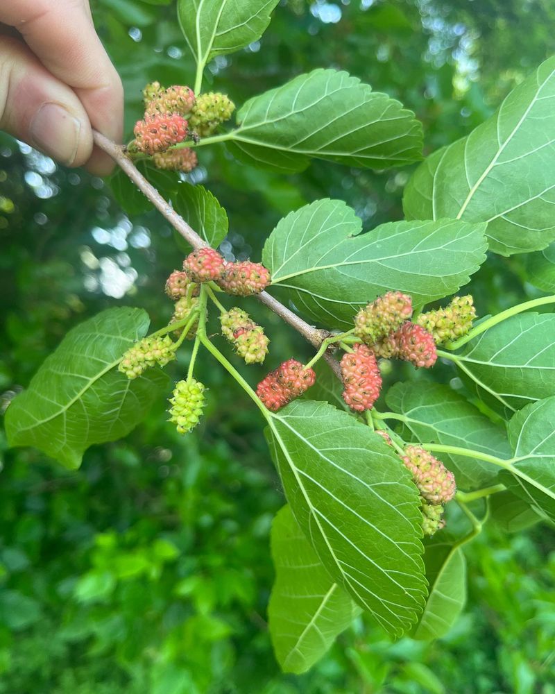 Allergies From Pollen