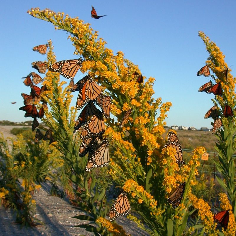 Common Reed (Phragmites)
