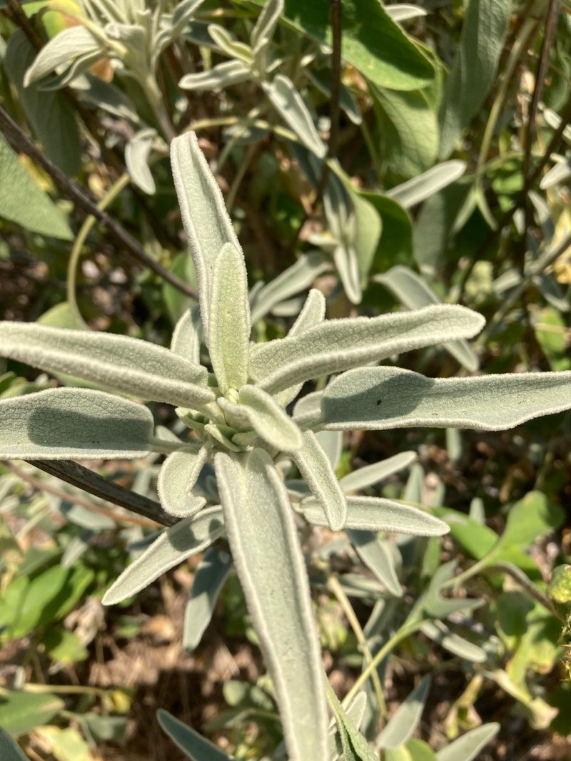 Mediterranean Sage