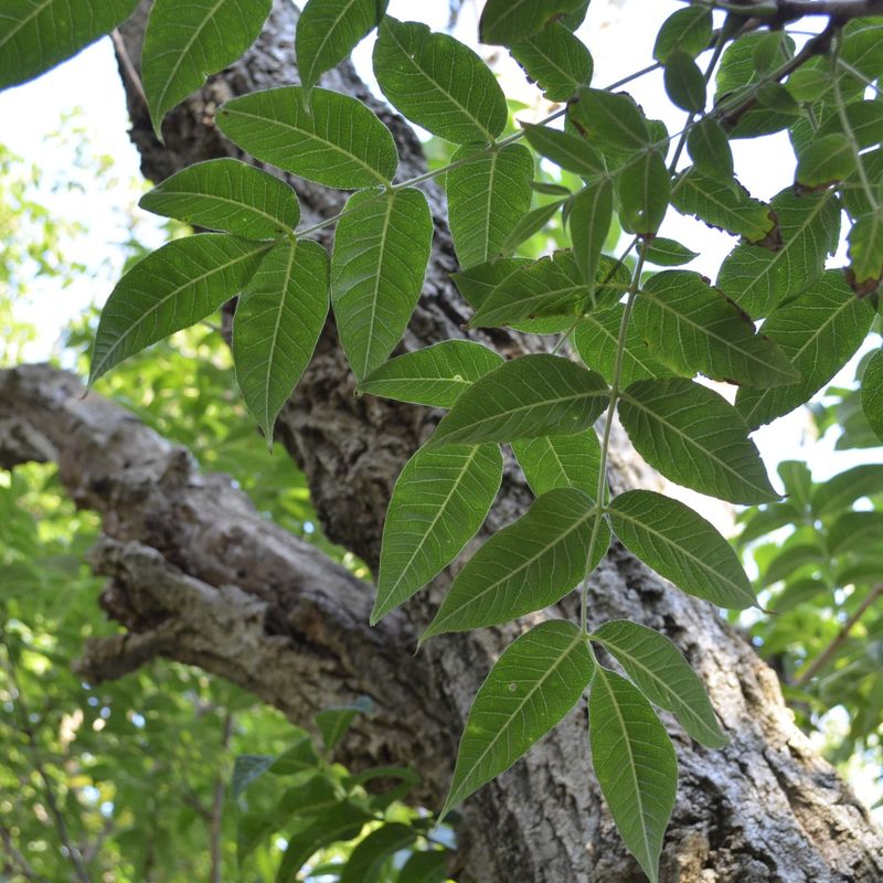 Amur Cork Tree