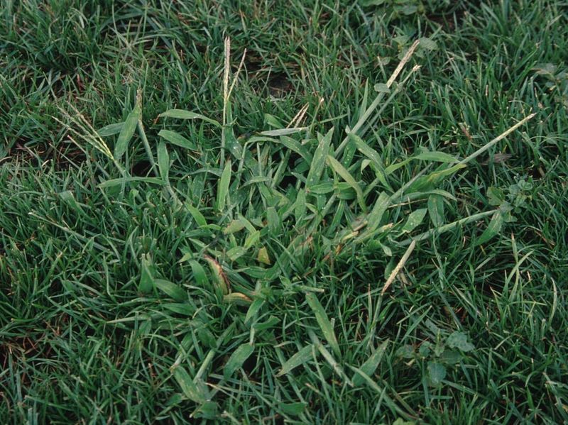 Crabgrass - The Sprawling Menace