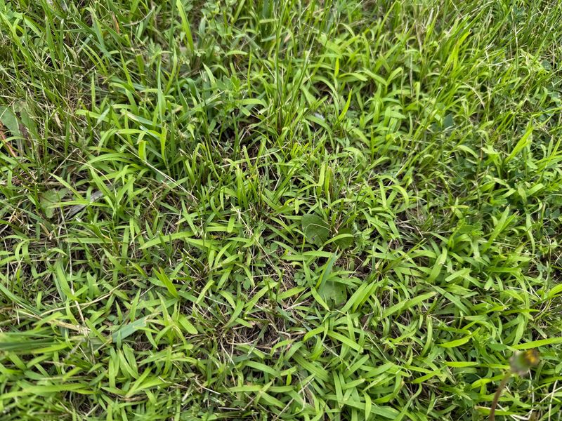 Crabgrass