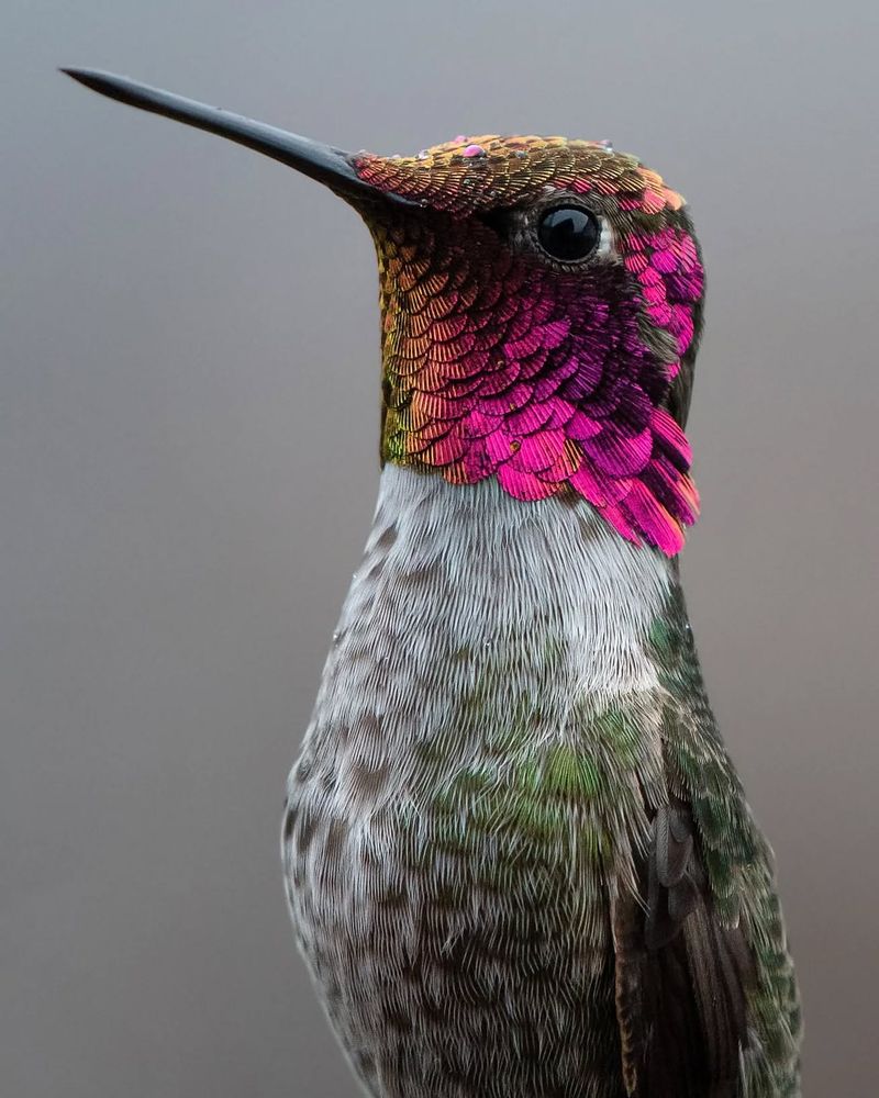 Anna's Hummingbird