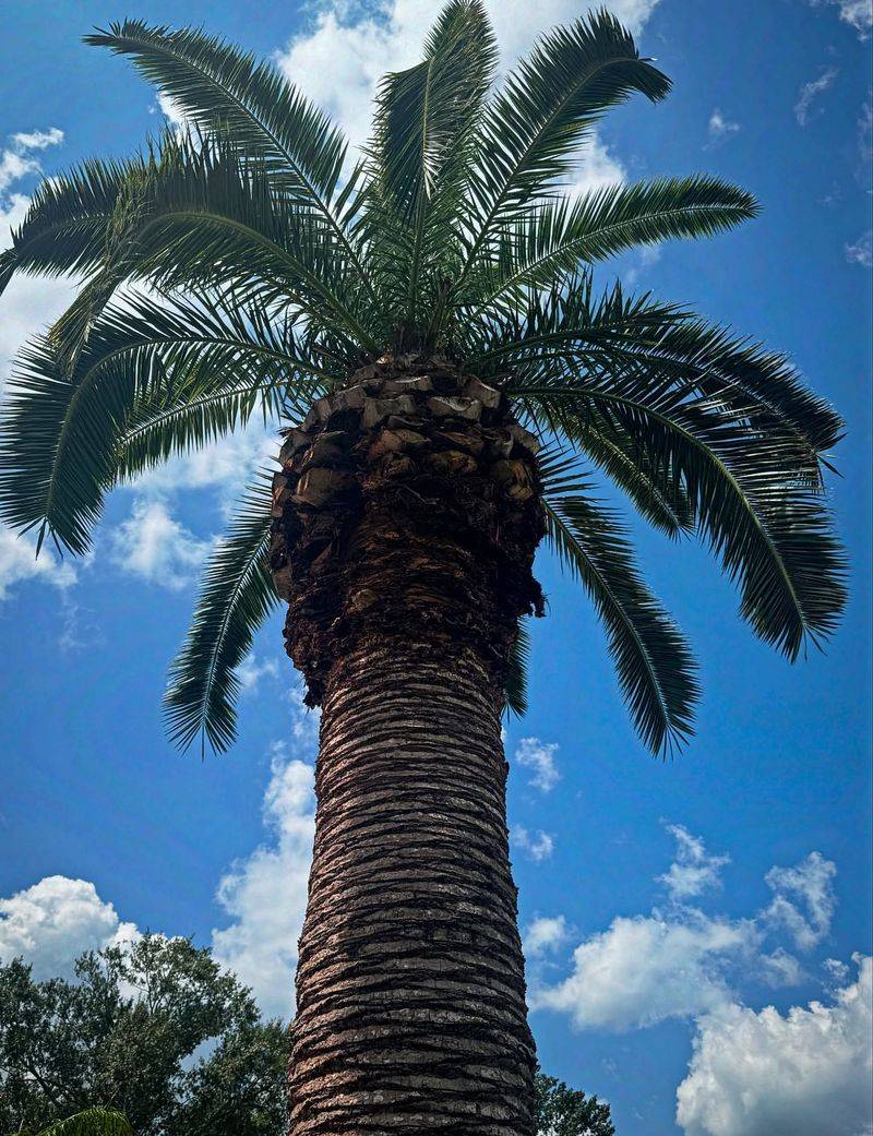Canary Island Date Palm