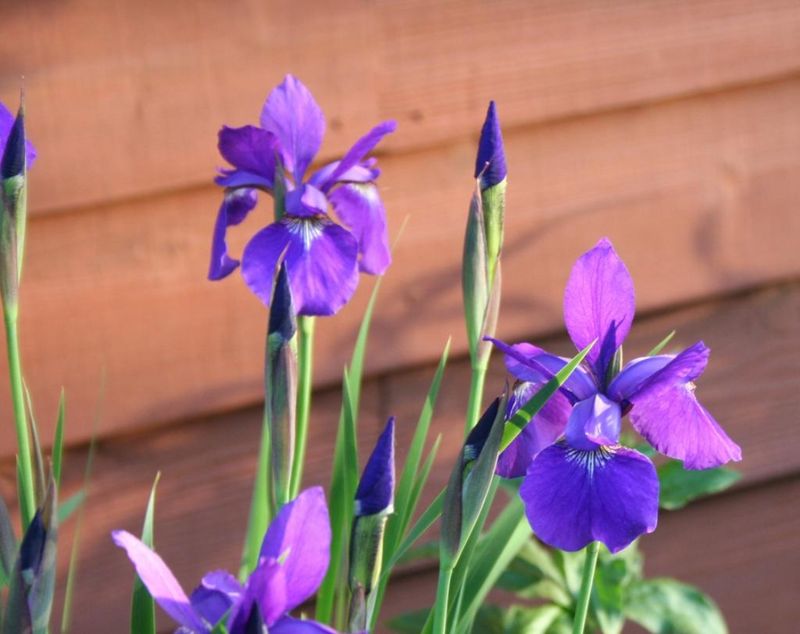 Siberian Iris