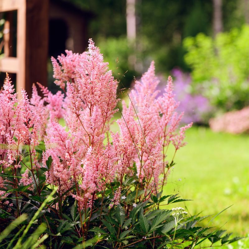 Astilbe