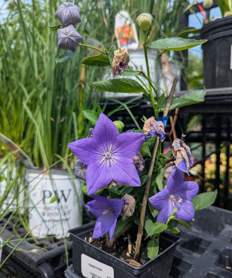Balloon Flowers Reward Fall Planters