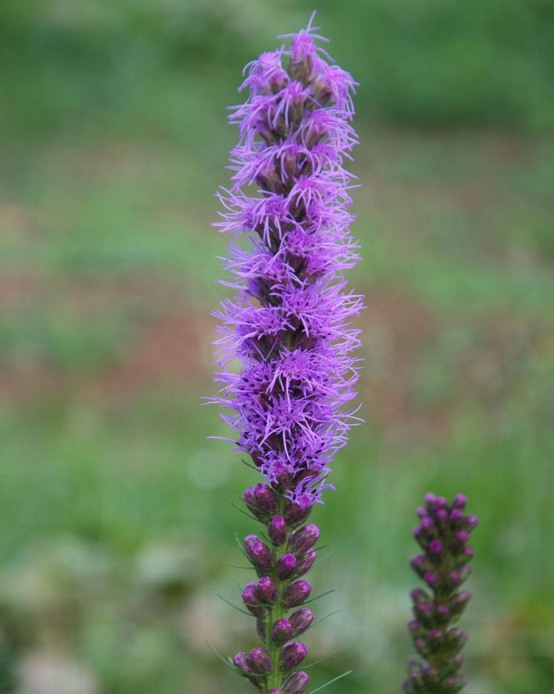 Gayfeather