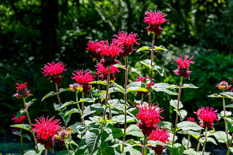 Bee Balm (Monarda didyma)