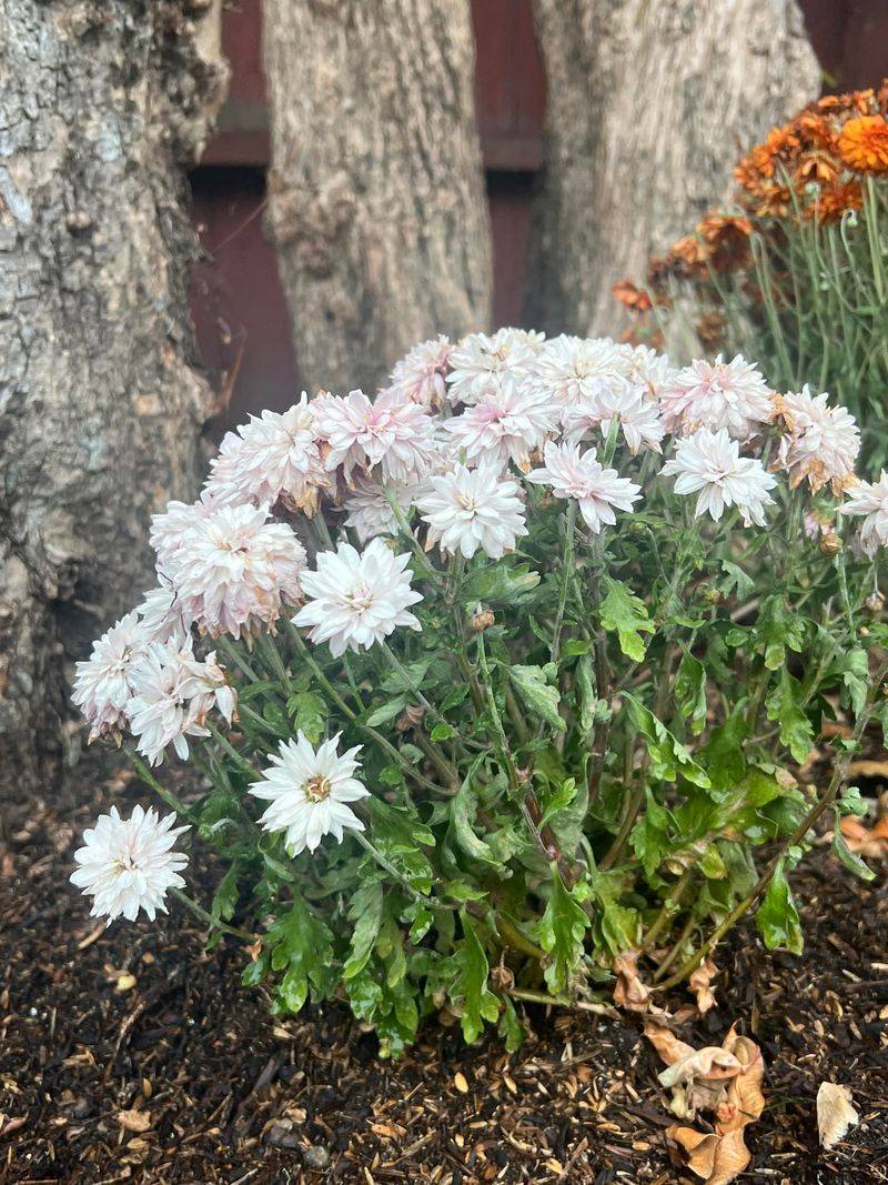 Shield From Pennsylvania's Surprise Frosts