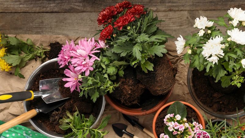 Mulch to Regulate Soil Temperature