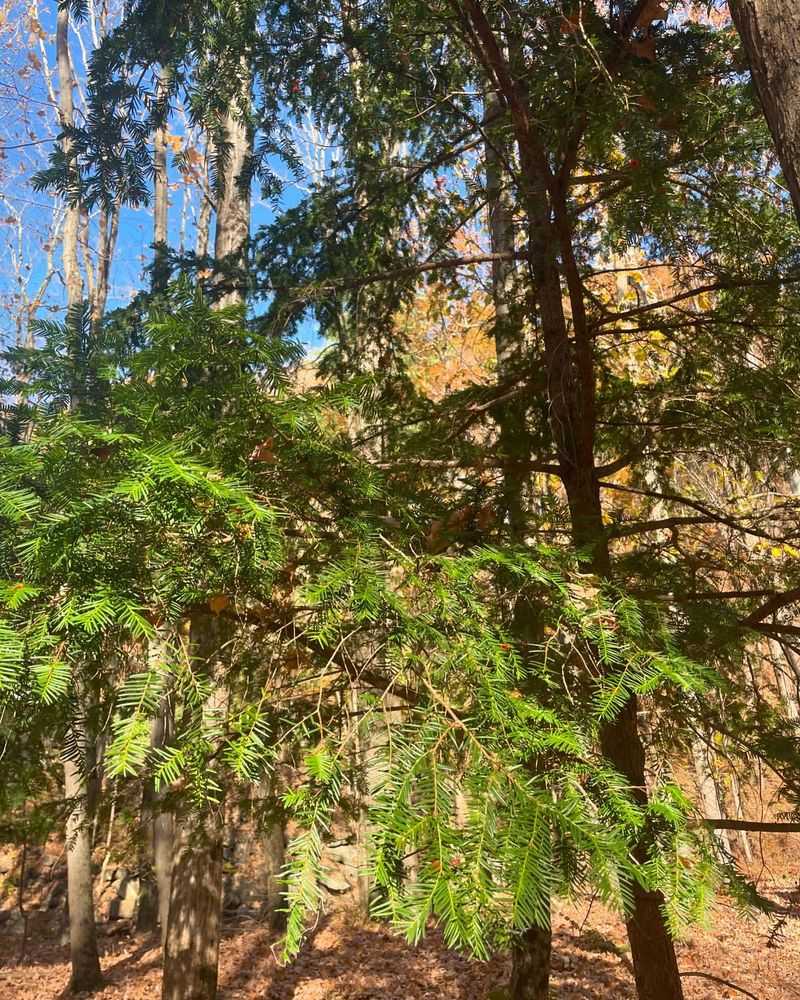 Yew's Deadly Disguise