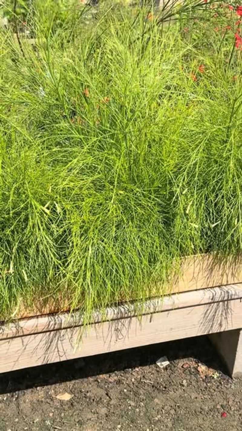 Frogfruit Ground Cover