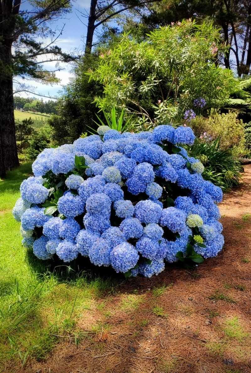 Mulch Makeover
