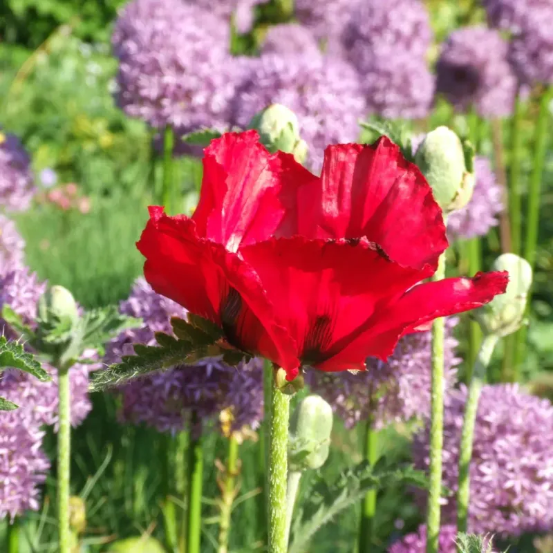 Unexpected Companion Plants