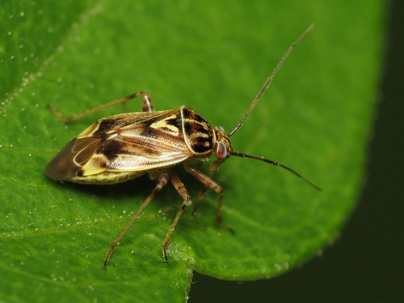 Tarnished Plant Bugs Attacking Fruits