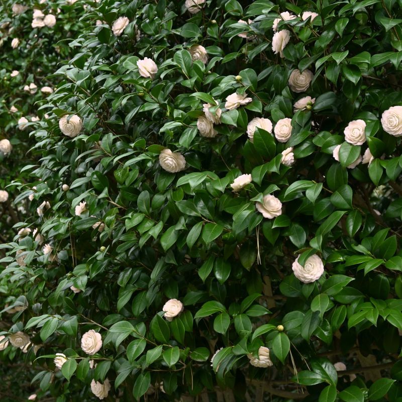 Camellia For Evergreen Elegance With Winter Blooms