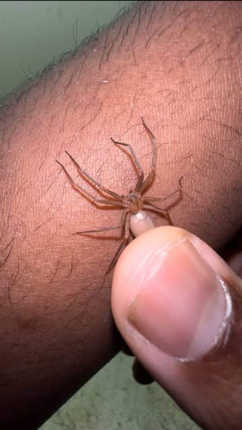 Brown Recluse Spider