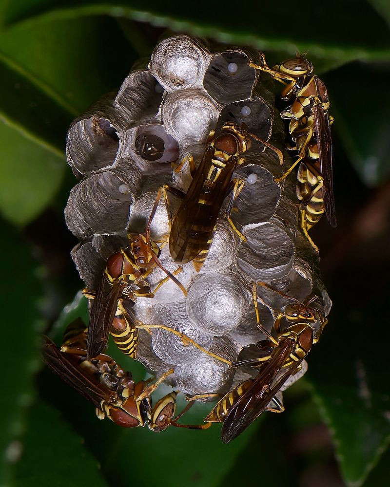 Paper Wasps