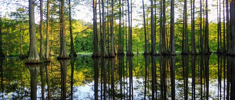 Trap Pond's Bald Cypress Trail