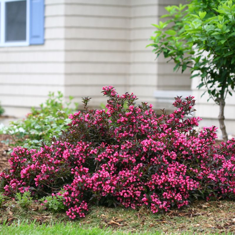 Add Fall-Blooming Shrubs