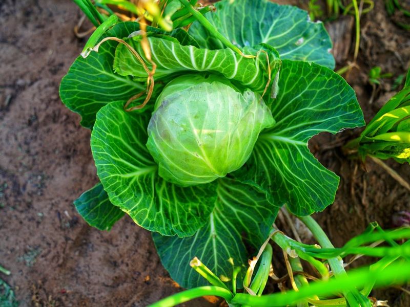Poor Variety Selection For Our Climate