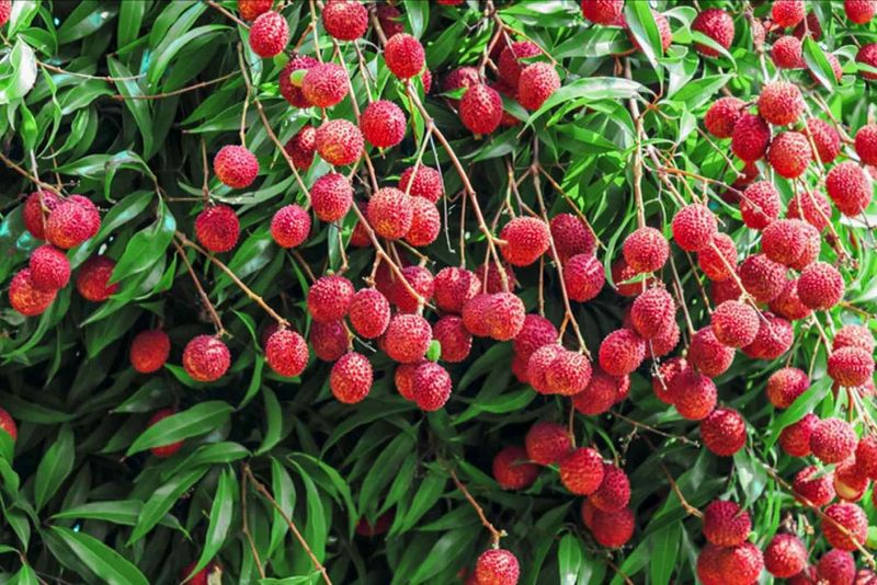 Lychee Trees
