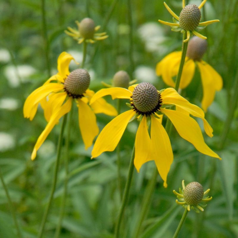 Golden Prairie Coneflower