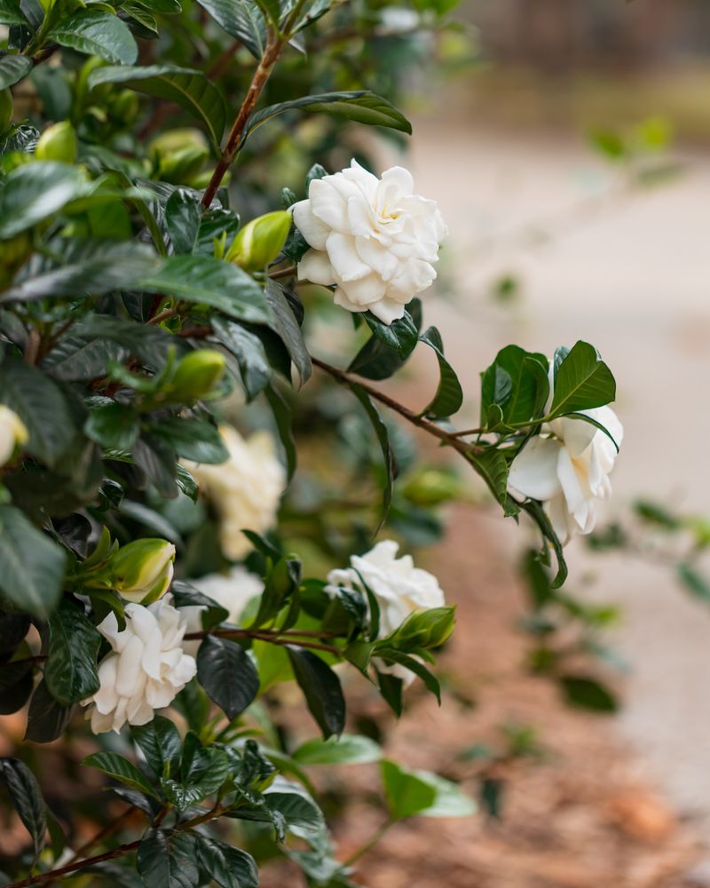 Fragrant Gardenias