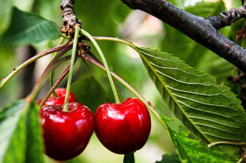 Sweet Cherry Challenges