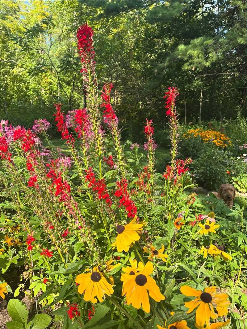 Hollyhock's Nostalgic Charm