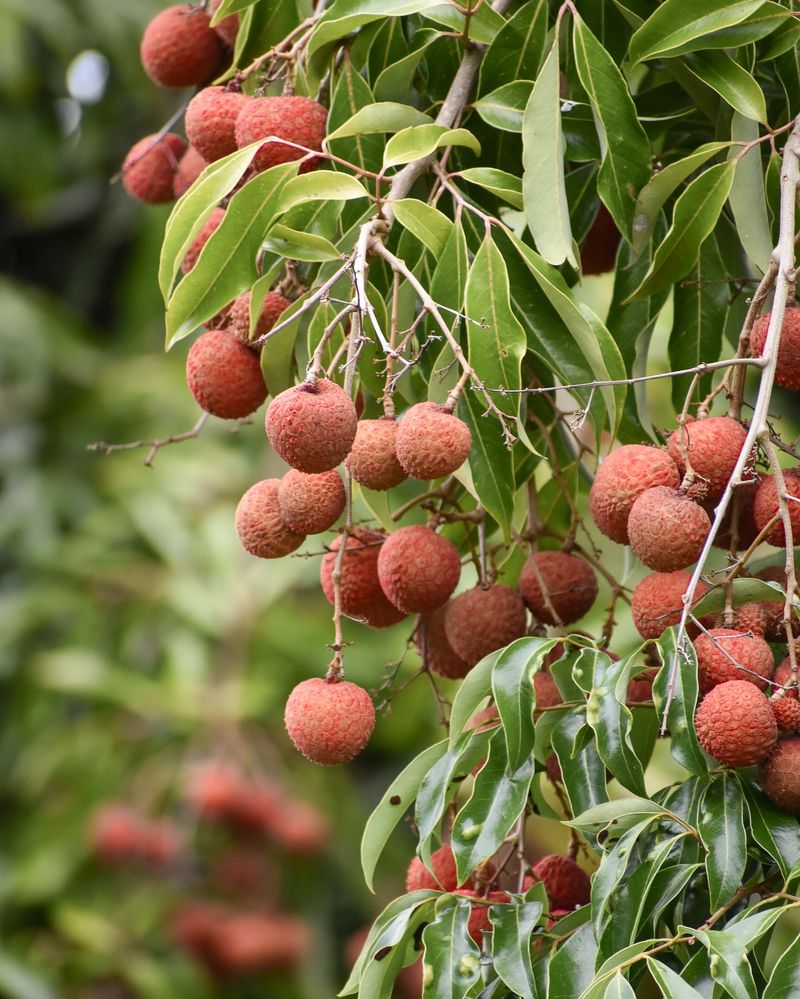Tricky Lychee Trees