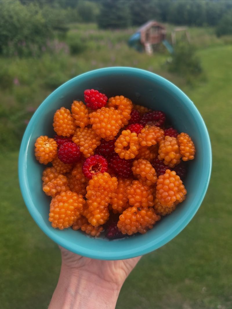 Kachemak Bay's Coastal Berry Patches