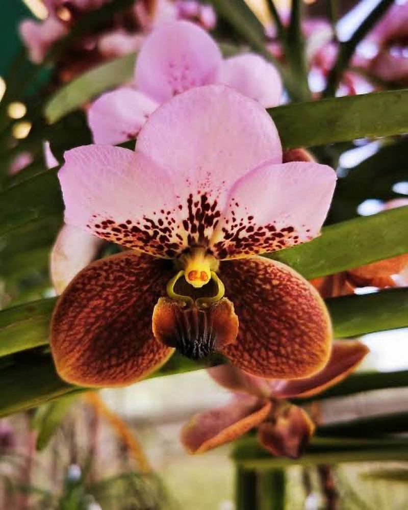 Vanda Sanderiana