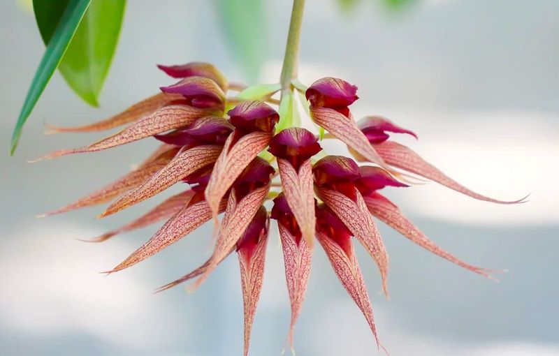 Bulbophyllum Orchids: The Bizarre Beauties