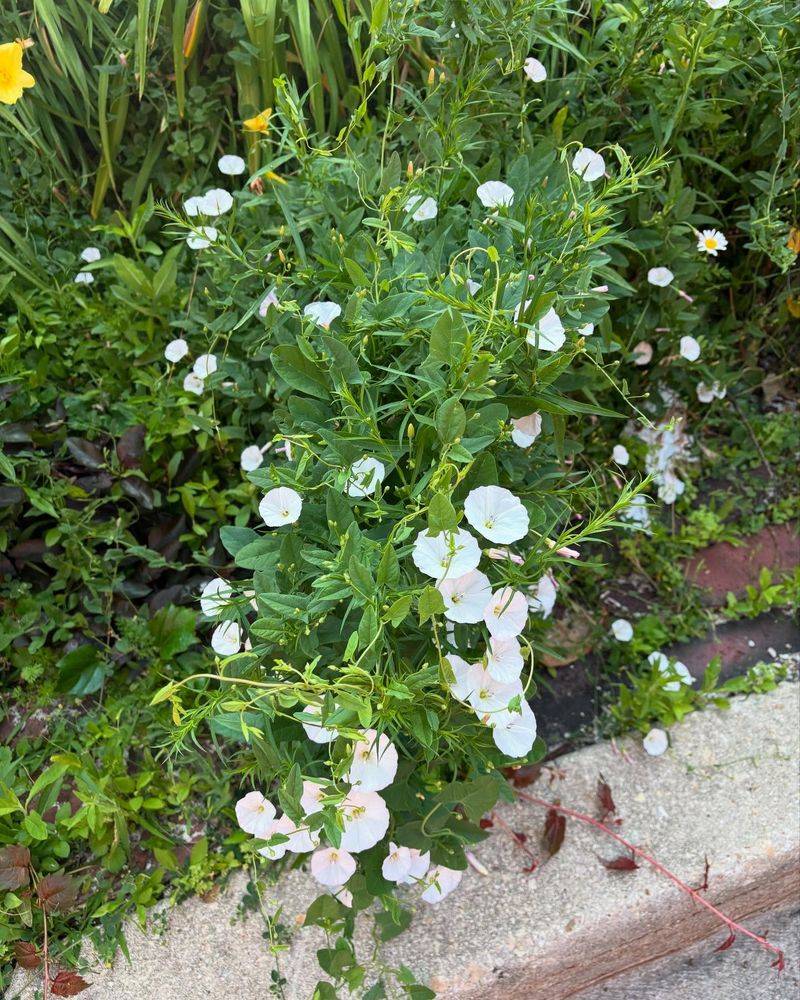 Plant Competitive Ground Covers