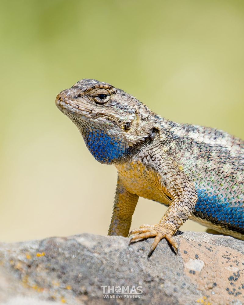 Western Fence Lizard